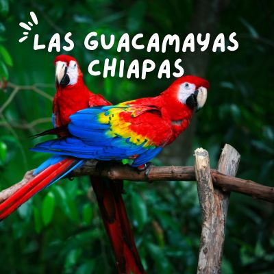 Las Guacamayas Chiapas