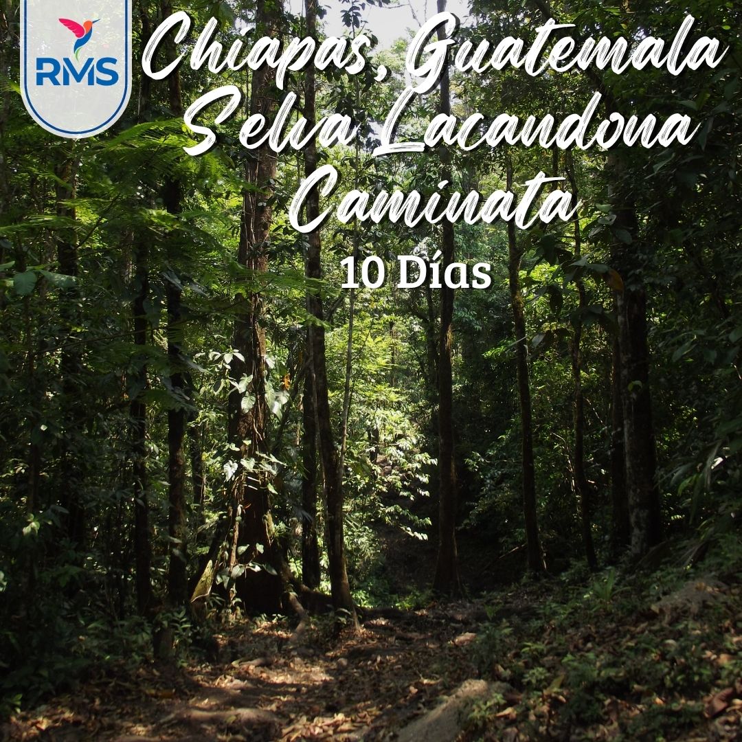 10 DIAS & 9 NOCHES-CHIAPAS, GUATEMALA, SELVA LACANDONA, CAMINATA