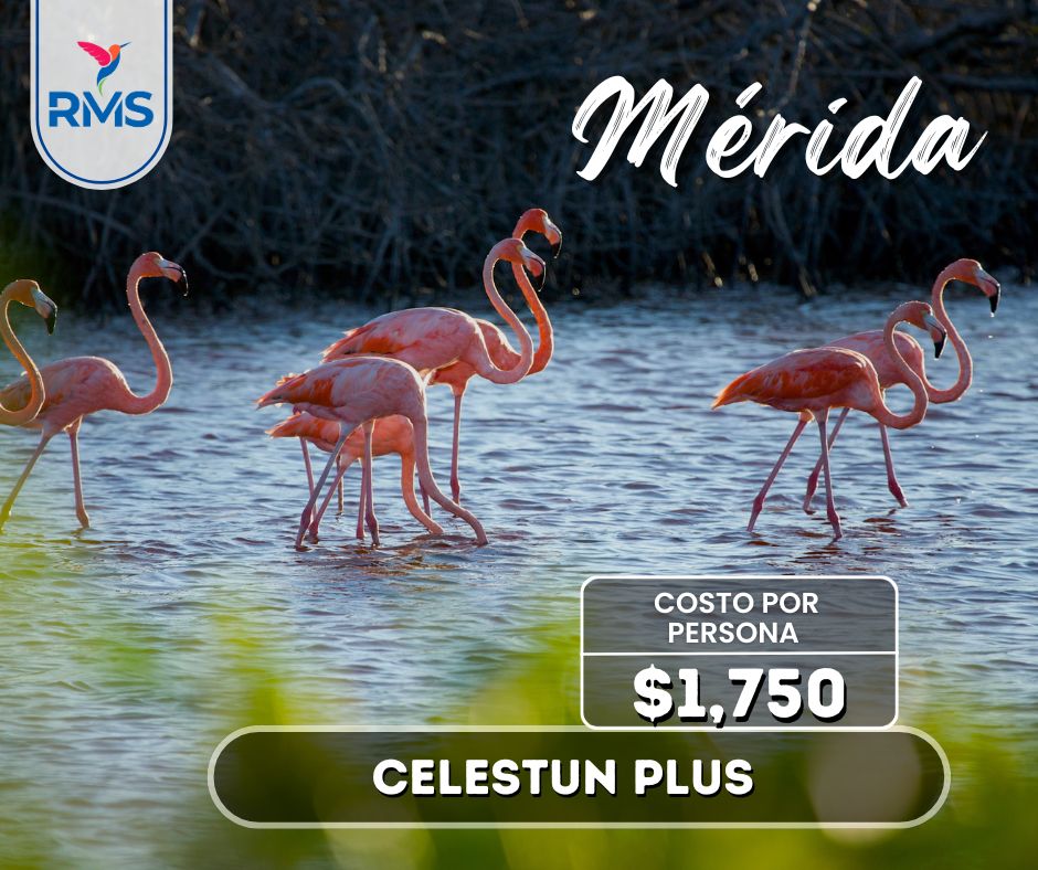 TOUR CELESTÚN PLUS